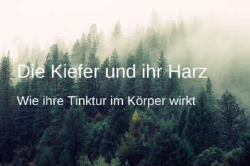 Kiefernharz-Tinktur-Blog